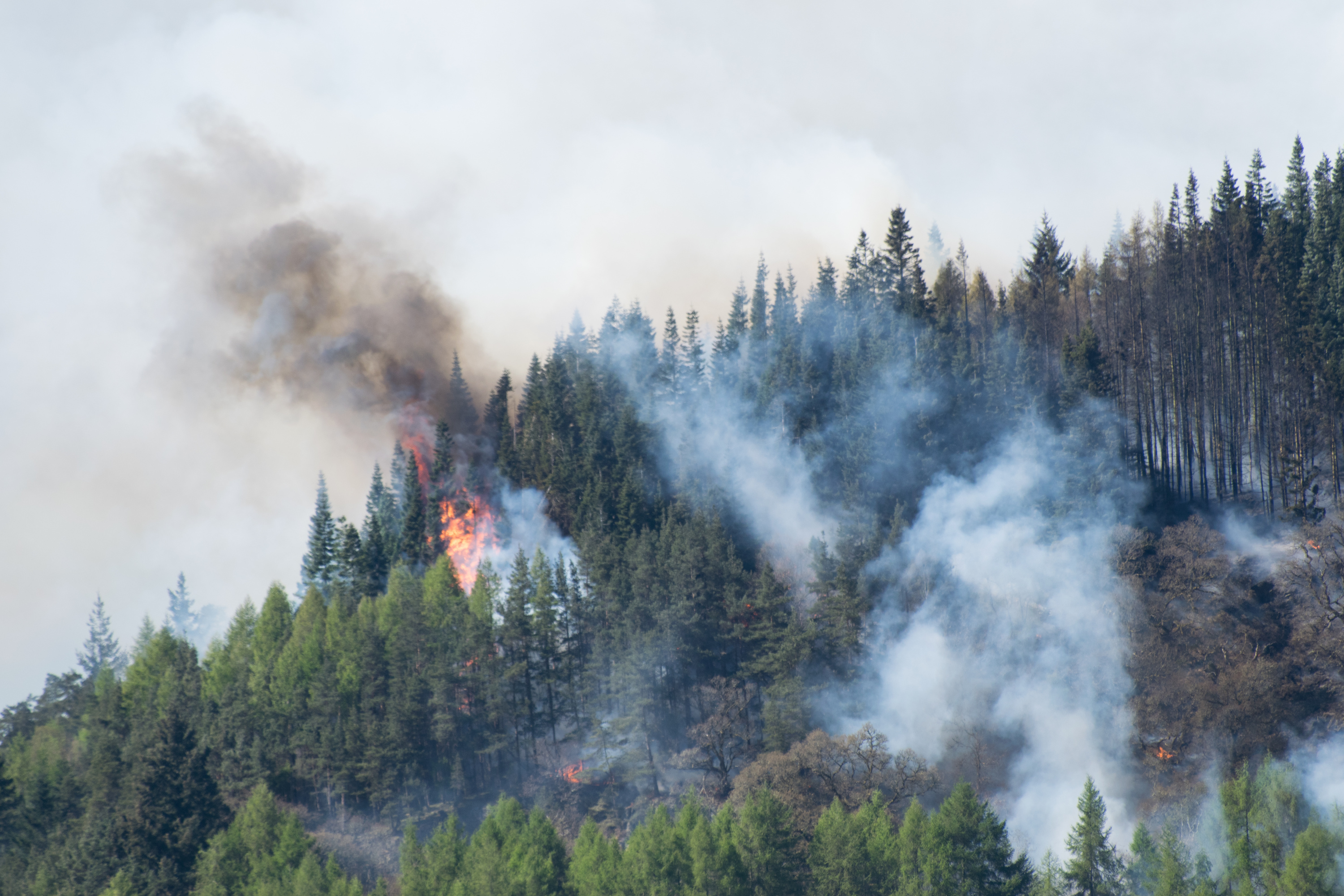 Humo de un incendio forestal