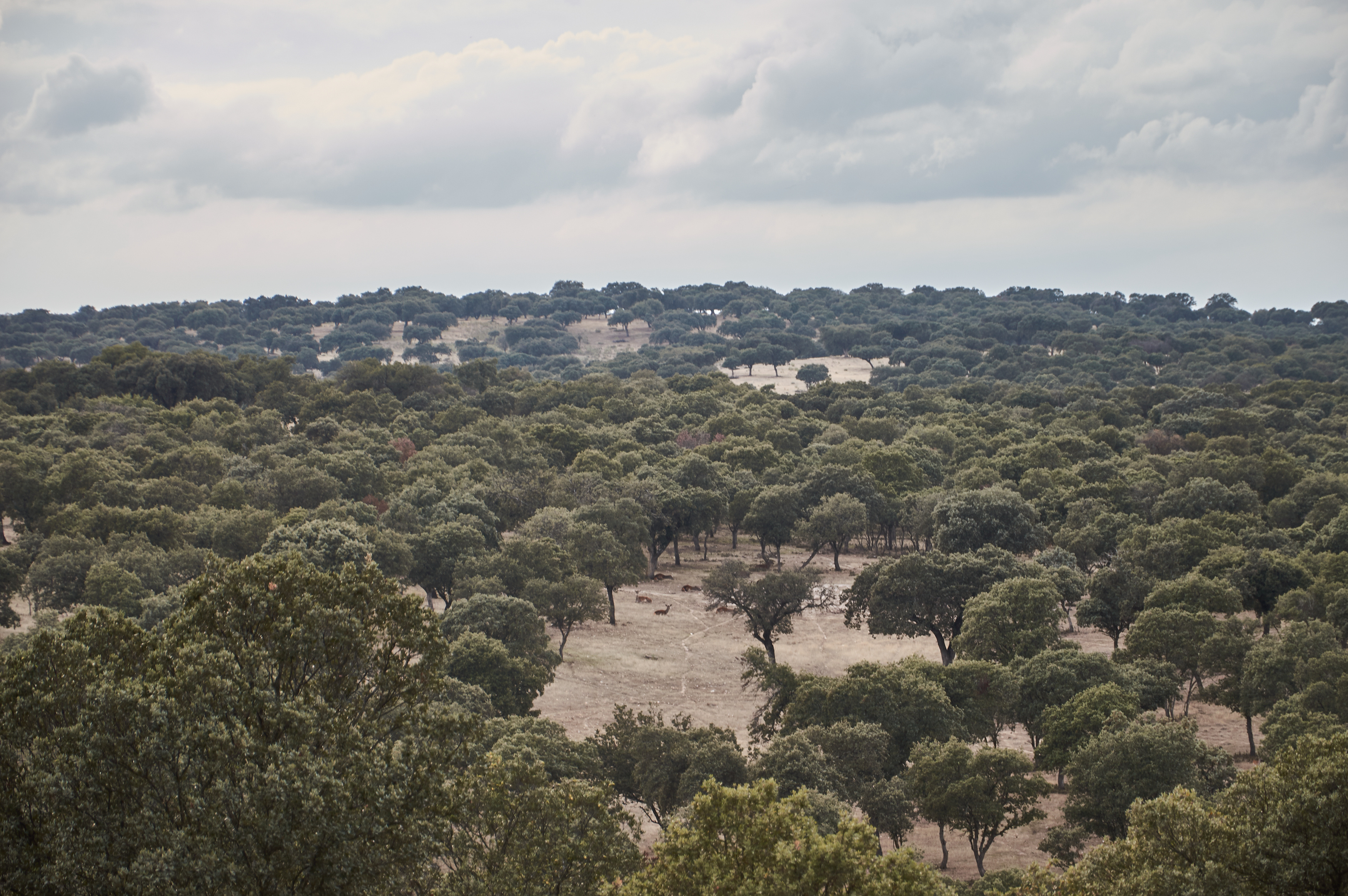 Dehesa de una finca cinegética