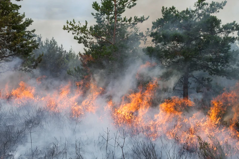 Incendio entre los árboles de un bosque